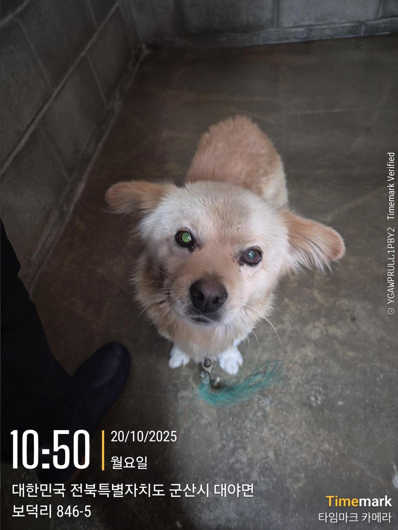 군산유기동물보호센터_445467202501972